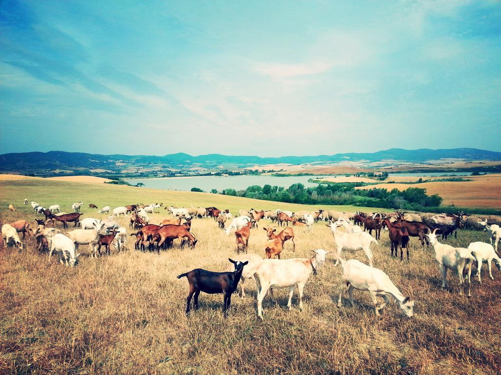 Agriturismo L'Impero Santa Luce Eksteriør bilde